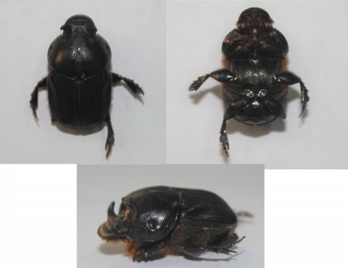 Bubas bubaloides